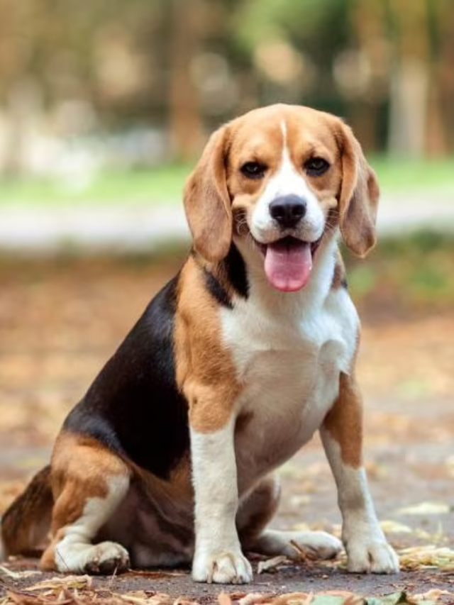 8 Best Dog Breeds for Families to Adopt