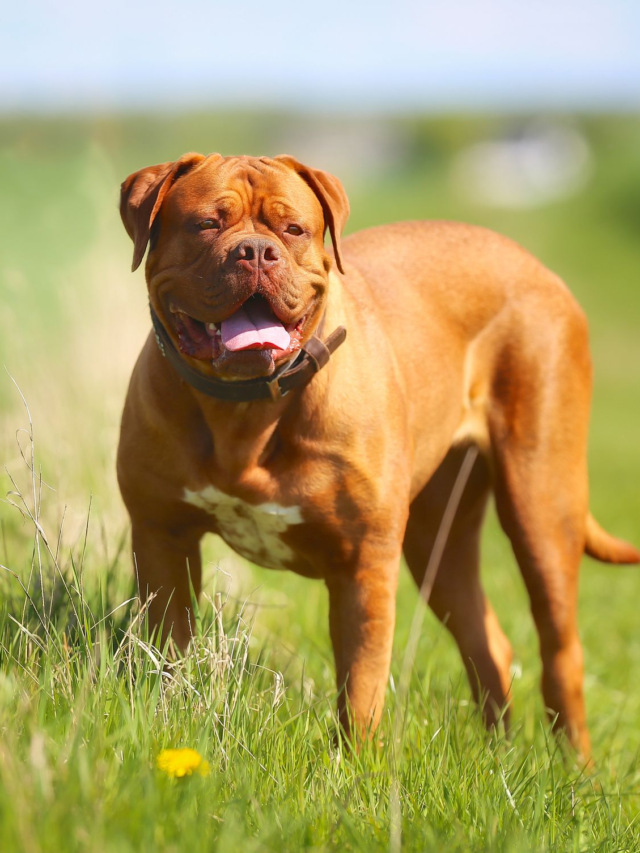 7 Shortest-Living Dog Breeds