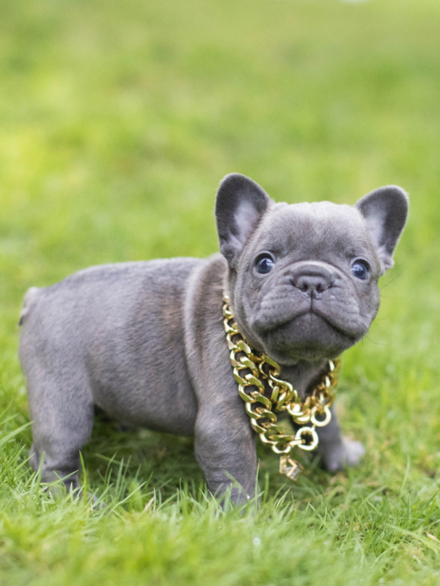 8 Most Adorable Dog Breeds That Always Look Like Puppies